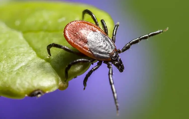 Flea Control -Pest Control in La Mesa California