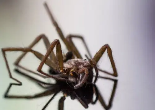 Spider Control - Pest Control in La Mesa California