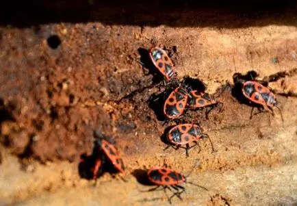 Termite Control - Pest Control in La Mesa California