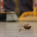Cockroach Control - Pest Control in La Mesa California