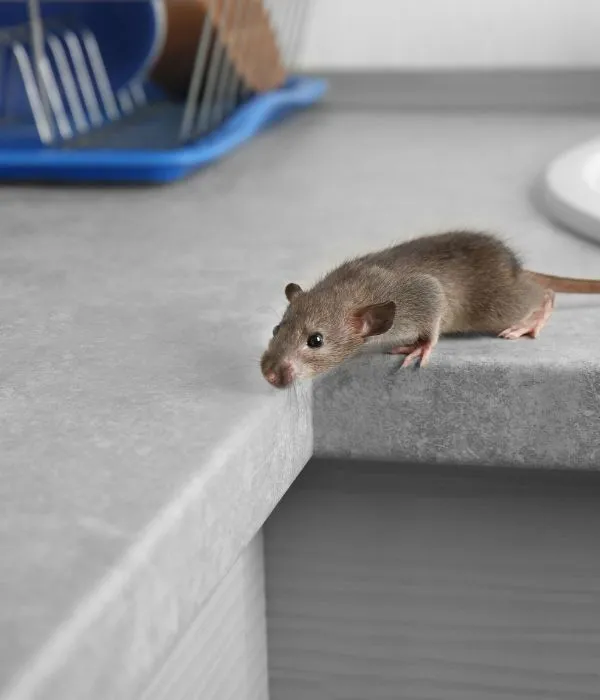 Rodent Control Services in La Mesa California