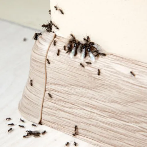 Ant Control Service in La Mesa California